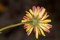 Crepis bellidifolia