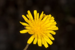 Crepis bellidifolia