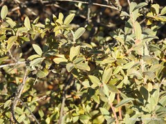 Salix aurita