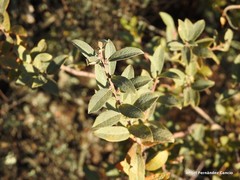 Salix aurita