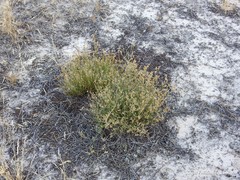Ortegia hispanica