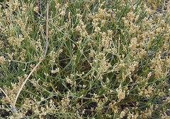 Ortegia hispanica