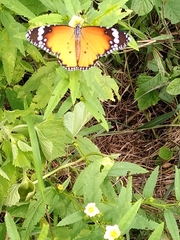 Danaus chrysippus