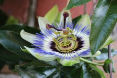 Passiflora caerulea