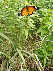 Danaus chrysippus