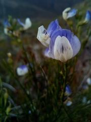 Psoralea rigidula