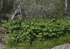 Filipendula camtschatica