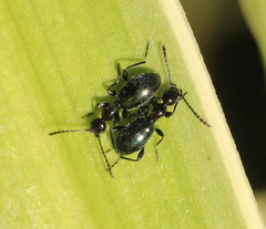 Anthelephila caerulea