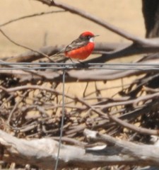 Epthianura tricolor