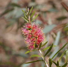 Melaleuca wimmerensis
