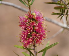 Melaleuca wimmerensis