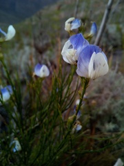 Psoralea rigidula