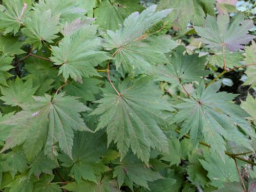 full moon maple (Acer shirasawanum)