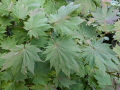 Acer shirasawanum