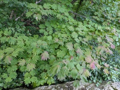 Acer shirasawanum, photograph (c) Timur Kalininsky, some rights reserved (CC BY)