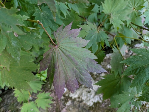 Acer shirasawanum, photograph 2