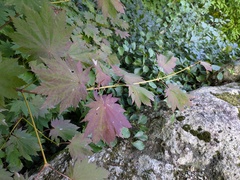 Acer shirasawanum, photograph (c) Timur Kalininsky, some rights reserved (CC BY)