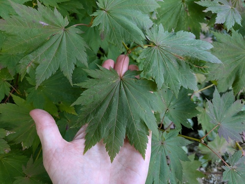 Acer shirasawanum, photograph 5