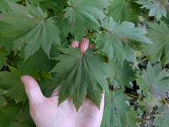 Acer shirasawanum, photograph (c) Timur Kalininsky, some rights reserved (CC BY)