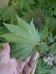 Acer shirasawanum, photograph (c) Timur Kalininsky, some rights reserved (CC BY)