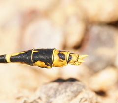 Austrogomphus australis