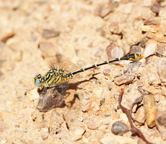Austrogomphus australis