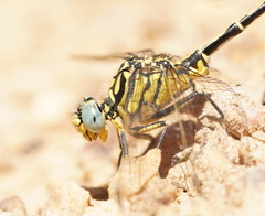 Austrogomphus australis