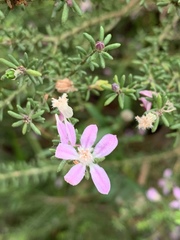 Philotheca salsolifolia