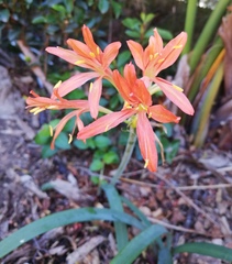 Cyrtanthus montanus