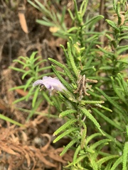Chloanthes stoechadis