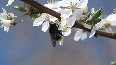 Criorhina ranunculi
