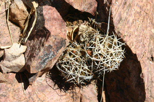 Pinkflower Hedgehog Cactus