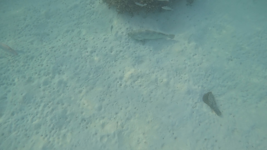 Orange-spotted grouper