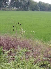 Acridotheres tristis