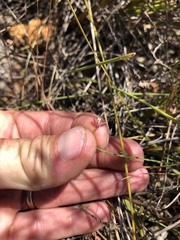 Polygala lehmanniana