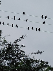 Acridotheres tristis