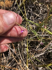 Polygala lehmanniana