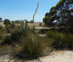 Xanthorrhoea caespitosa