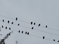 Acridotheres tristis