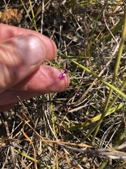 Polygala lehmanniana