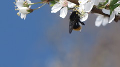 Criorhina ranunculi