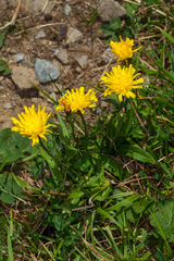 Crepis pyrenaica