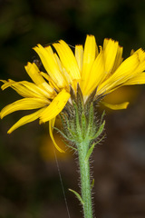 Crepis pyrenaica