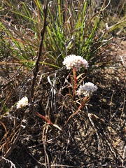 Crassula subulata subulata