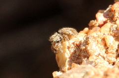 Salticidae