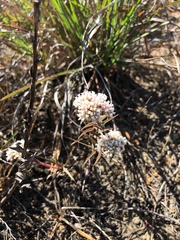 Crassula subulata subulata