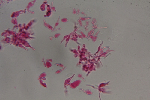 Psilocybe subfimetaria image