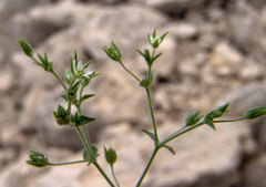 Arenaria serpyllifolia cassia