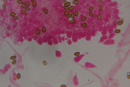 Psilocybe subfimetaria image