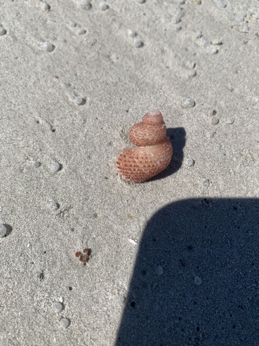 Euchelus atratus observed 2025-10-03